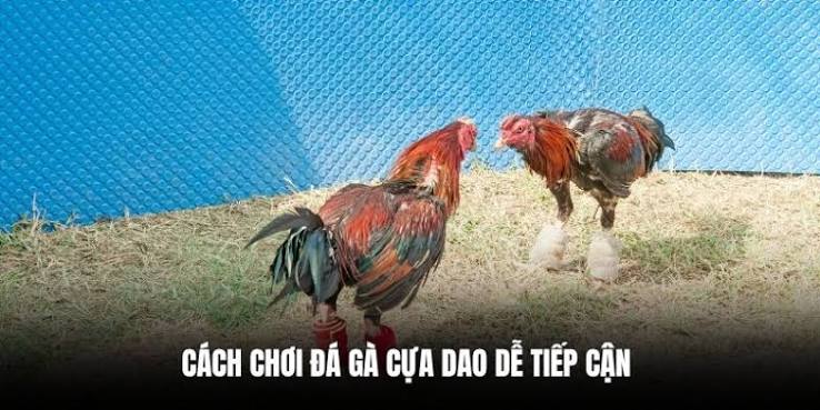 Góc nhìn pháp lý và xã hội về đá gà cựa sắt